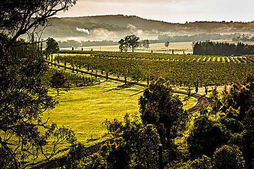 概述,葡萄园,葡萄酒的国家,附近的,魄可宾,猎人谷,新南威尔士,澳大利亚