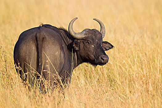 非洲水牛,热带草原,马赛马拉国家保护区,肯尼亚,非洲