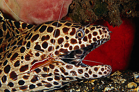 裸胸鳝属,深红色,清洁虾,巴厘岛,印度尼西亚