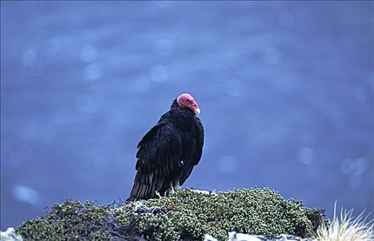 美洲鹫,红头美洲鹫,码头区