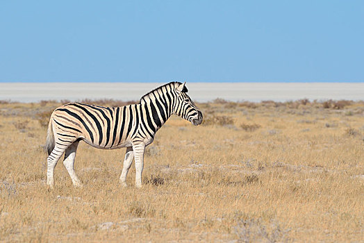 白氏斑马,马,斑马,盐磐,背影,埃托沙国家公园,纳米比亚,非洲