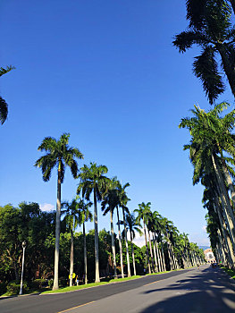 台大椰林大道