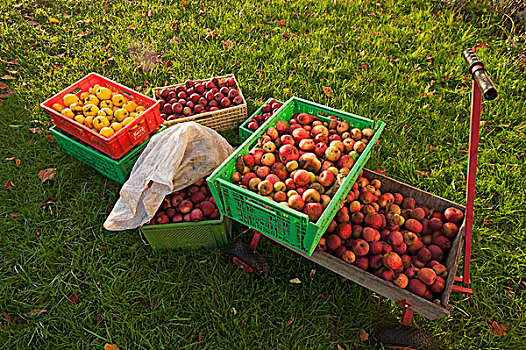 收集,水果,苹果,榅桲树,容器,草地,梅克伦堡前波莫瑞州,德国,欧洲