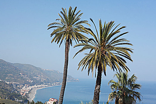 棕榈树,地中海,陶尔米纳,省,墨西拿,西西里,意大利,欧洲