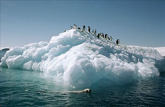 海豹,阿德利企鹅,站立,浮冰,希望,湾,南极半岛,南极