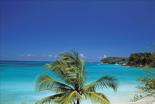西印度群岛,玛丽-嘎兰特群岛,碧水,棕榈树