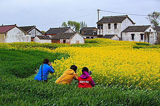 江苏,兴化,水乡,乡村,早晨,油菜花,春天