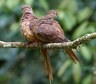 褐色,雌性,阿瑟顿高原,昆士兰,澳大利亚