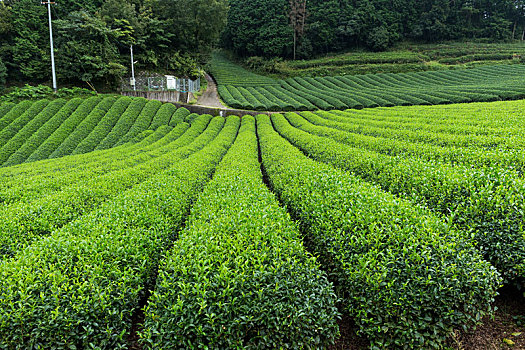 绿茶,地点