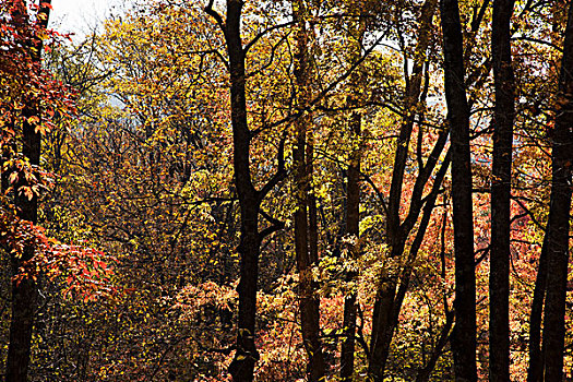 秋天红树林