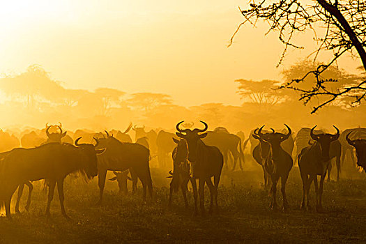 牧群,角马,剪影,金色,灰尘,落日,反射,迁徙,恩戈罗恩戈罗,保护区,坦桑尼亚