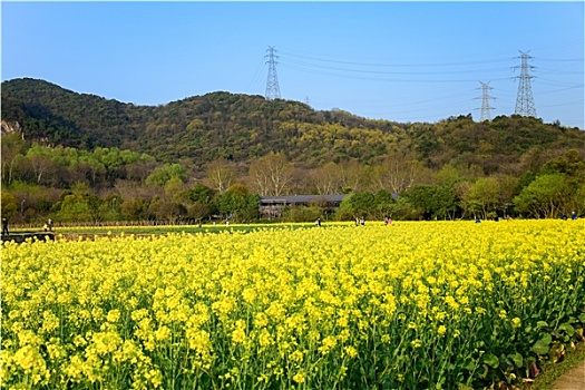 杭州八卦田油菜花