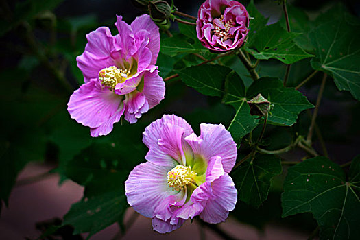 美丽的芙蓉花,木芙蓉,拒霜花,木莲,地芙蓉,华木