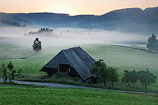 农场,早,早晨,雾,巴登符腾堡,黑森林,德国,欧洲