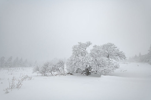 林海雪原中的雾凇