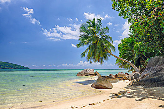 石头,棕榈树,海滩,马埃岛,塞舌尔