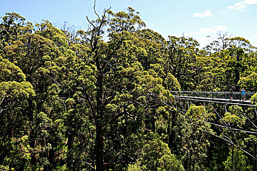 山谷,树,上面,走,沃波尔诺纳拉普国家公园,西澳大利亚州,澳大利亚