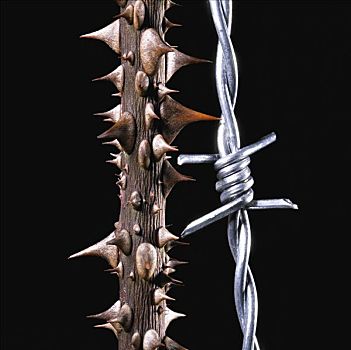 刺铁丝网,茎,刺