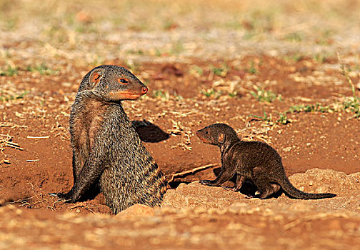 猫鼬,成年,幼仔,窝,克鲁格国家公园,南非,非洲