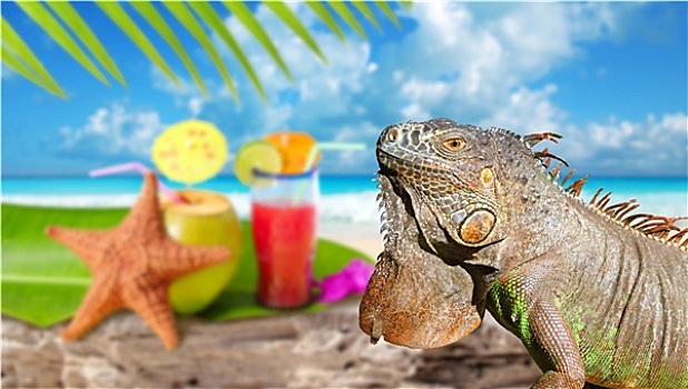 鬣蜥蜴,墨西哥,热带沙滩,鸡尾酒,椰树
