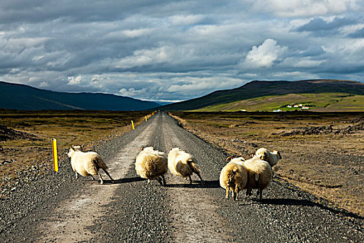 冰岛,绵羊,跑,碎石路,后视图