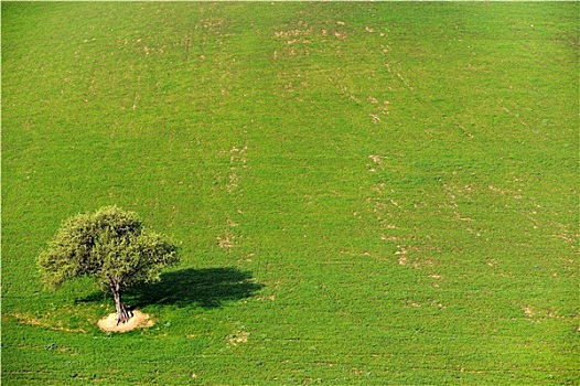 树,一个,乡野,地点