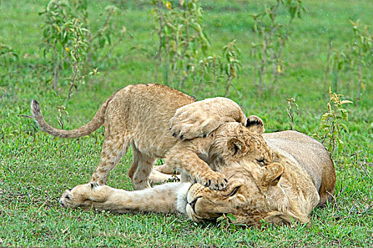 狮子,幼兽,东非,坦桑尼亚,恩戈罗恩戈罗火山口