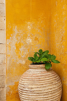 花瓶,特写,哈尼亚,老城,克里特岛,希腊