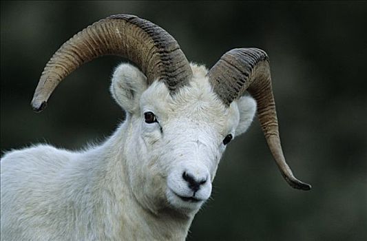 野大白羊,白大角羊,德纳里峰国家公园,美国,肖像