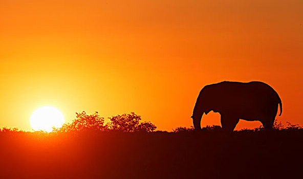 孤单,大象,日落,马赛马拉国家保护区,肯尼亚