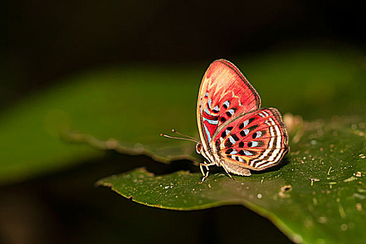 普通,红色,蝴蝶,休息,叶子,沙巴,马来西亚,婆罗洲,亚洲