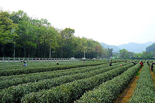 龙井问茶