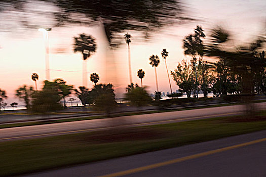 棕榈树,路边,迈阿密,佛罗里达,美国