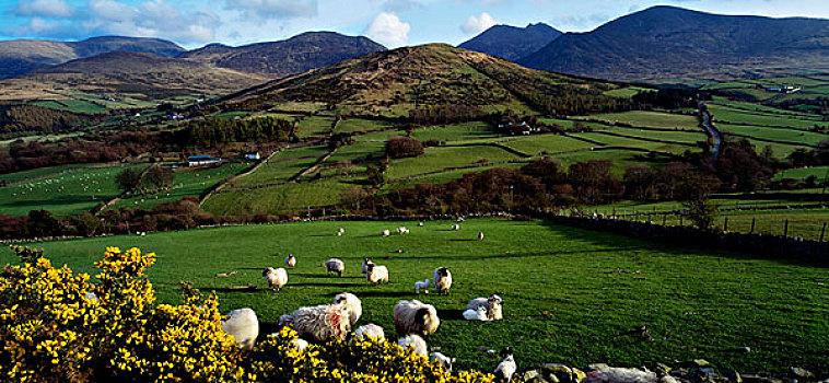 山峦,爱尔兰,绵羊,靠近,树林,公园