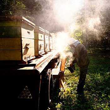 养蜂人,吸烟,蜂巢,农场,巴什科尔托斯坦,俄罗斯