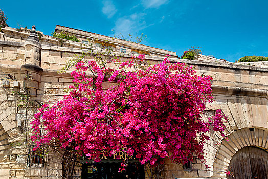 叶子花属,花,墙壁,瓦莱塔市,马耳他,欧洲