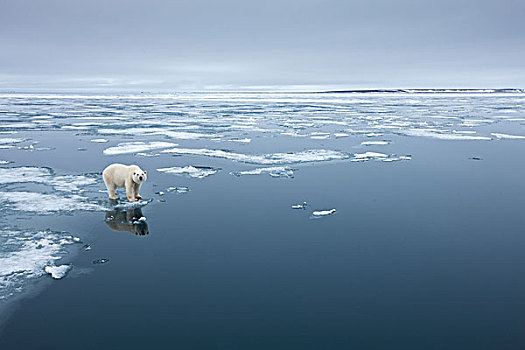 北极熊,站立,边缘,融化,峡湾,冰,湾,斯瓦尔巴特群岛,挪威,夏天