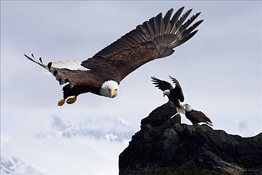 白头鹰,飞行,靠近,石台,多,鹰,栖息,塔,背景,阿拉斯加,合成效果