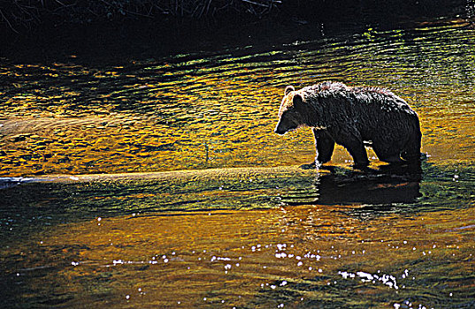 幼兽,亚成体,大灰熊,河,西海岸,不列颠哥伦比亚省,加拿大