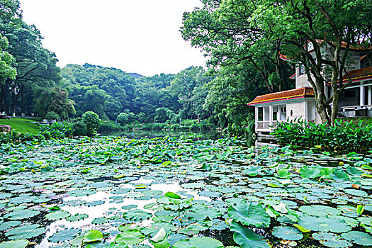 荷塘夏色