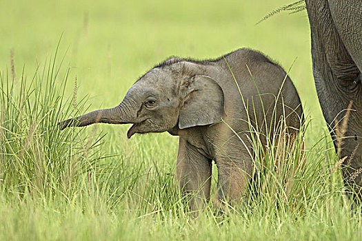 幼兽,一个,印度,亚洲象,国家公园