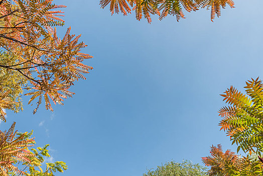 秋季沈阳蓝天白云红叶树枝