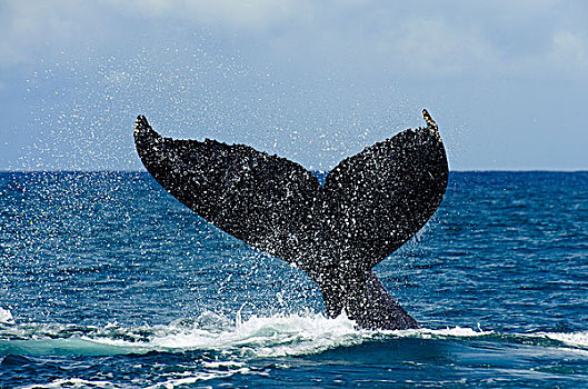 驼背鲸,大翅鲸属,鲸鱼,尾部,南方,巴伊亚,巴西