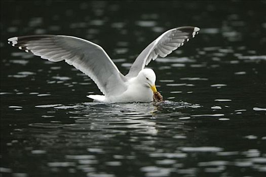 银鸥,捕食,挪威,斯堪的纳维亚