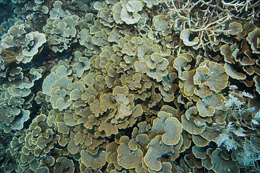 珊瑚礁,石头,珊瑚,菲律宾,太平洋