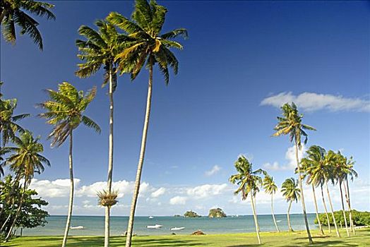 斐济,草,海岸线,高,棕榈树,海洋,船