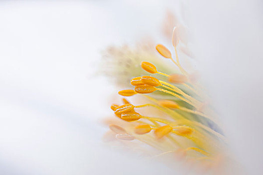 春天,白头翁花