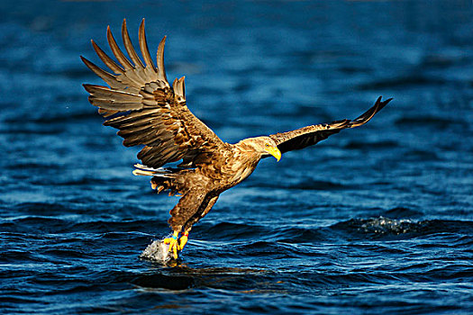 白尾,鹰,海洋,紧握,捕食,飞行,挪威,斯堪的纳维亚,欧洲