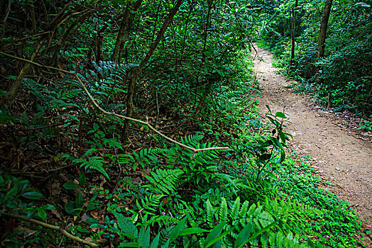 鄞州,塘溪镇,铜弹岭古道,山路,落叶,落花