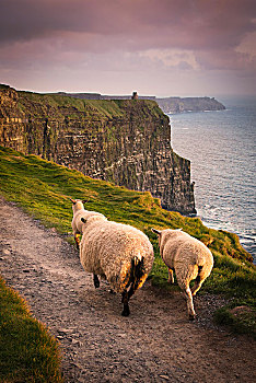 绵羊,乡村,道路,莫赫悬崖,杜林,爱尔兰